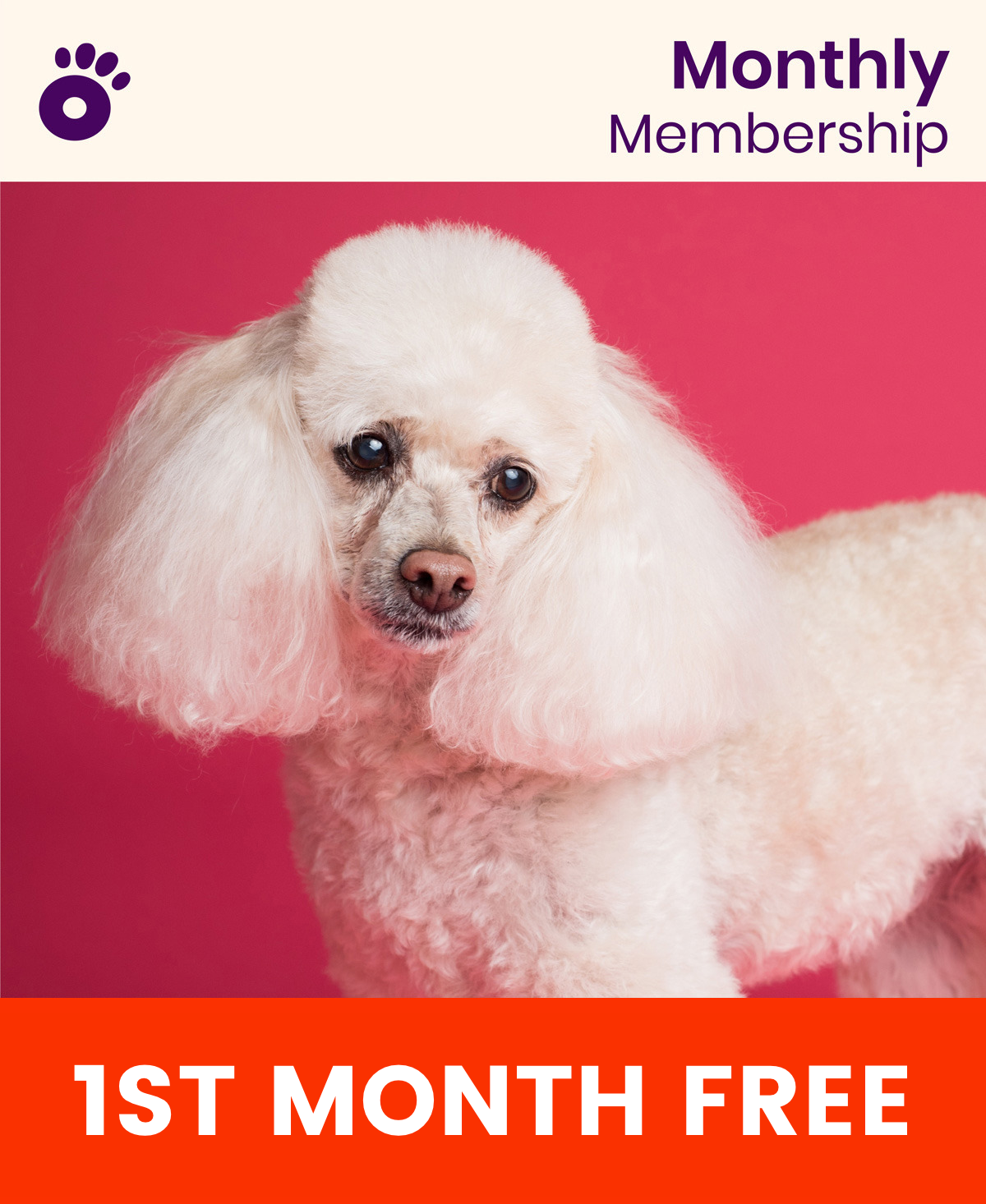 Wiglo Standart Membership | 1st Month For Free