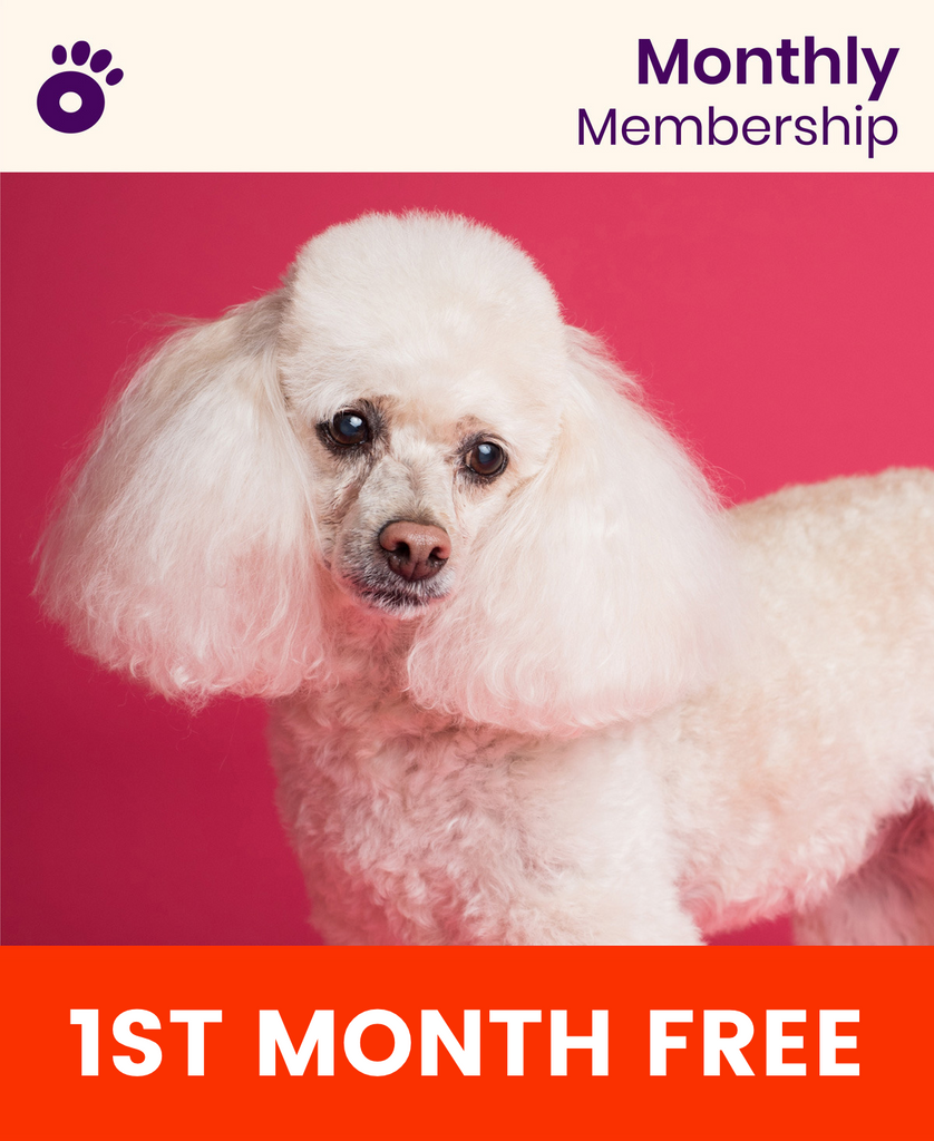 Wiglo Standart Membership | 1st Month For Free