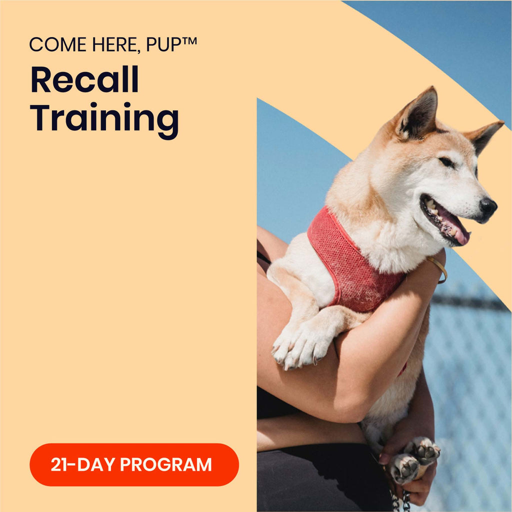 COME HERE, PUP™ | 21-Day Program to Perfect Recall