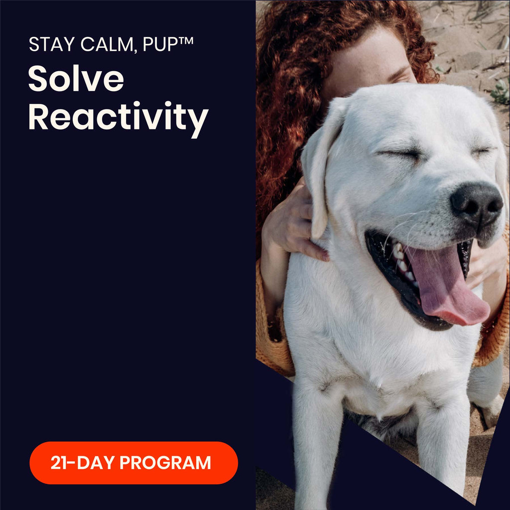STAY CALM, PUP™ | 21-Day Program To Solve Reactivity
