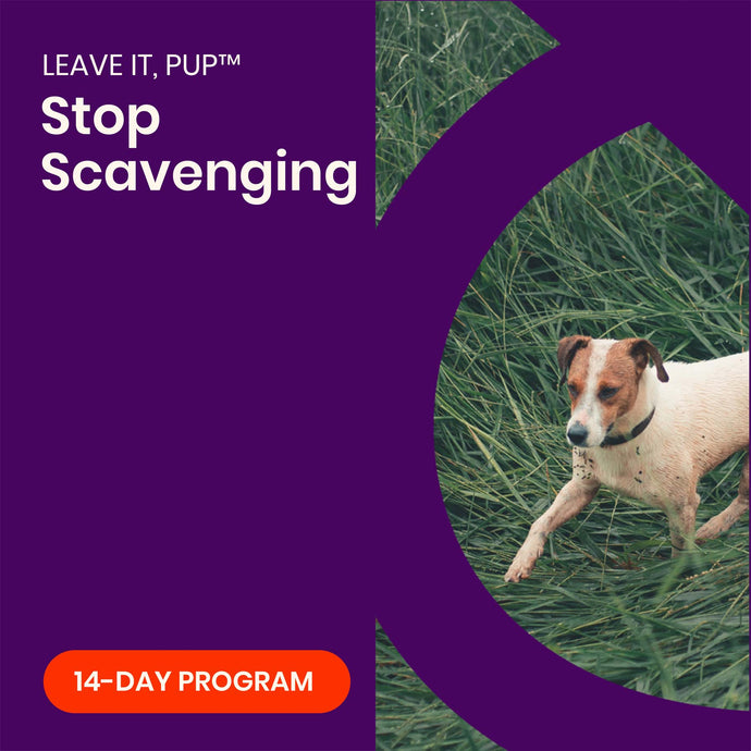 LEAVE IT, PUP™ | 14-Day Program to Stop Scavenging